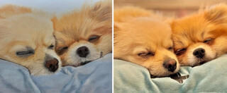 Confundida com IA, Norma faz desenhos de pets "ganharem vida"