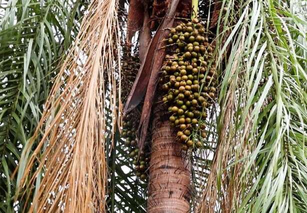 Projeto transforma maca&uacute;ba em neg&oacute;cio sustent&aacute;vel e conquista pr&ecirc;mio nacional