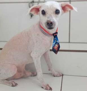 Poodle idoso desaparece ap&oacute;s batida de carro no Guanandi