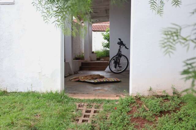 Cadela &eacute; socorrida em estado grave ap&oacute;s ser espancada pelo tutor