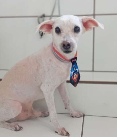 Poodle idoso desaparece ap&oacute;s batida de carro no Guanandi