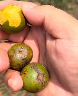 Projeto transforma maca&uacute;ba em neg&oacute;cio sustent&aacute;vel e conquista pr&ecirc;mio nacional