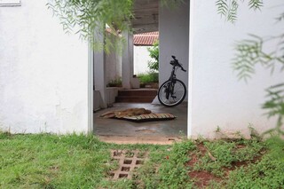 Cadela &eacute; socorrida em estado grave ap&oacute;s ser espancada pelo tutor