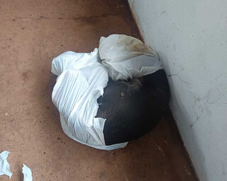 Cadela &eacute; socorrida em estado grave ap&oacute;s ser espancada pelo tutor