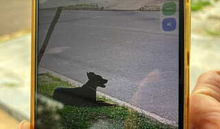 Cadela &eacute; socorrida em estado grave ap&oacute;s ser espancada pelo tutor