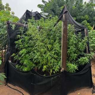 Plantação de maconha e arsenal são apreendidos durante operação em Bataguassu Plantação de maconha e arsenal são apreendidos durante operação em Bataguassu