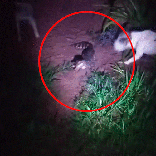 Em dia de chuva e alagamento, at&eacute; jacar&eacute; aparece no Bairro Ch&aacute;cara dos Poderes