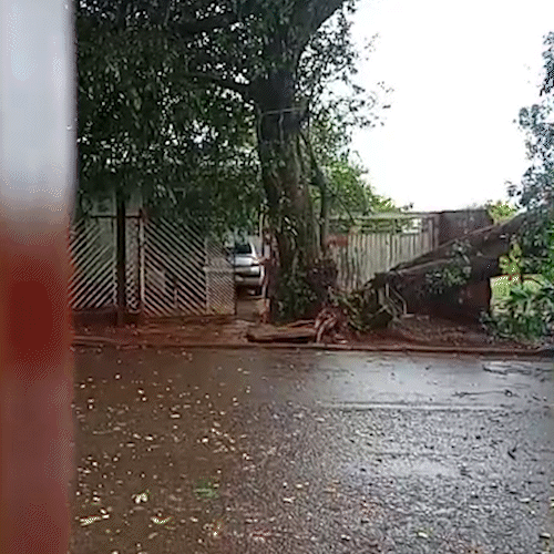 Queda de &aacute;rvore deixa rua sem energia e com risco de choque h&aacute; mais de 13 horas