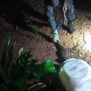 Jacar&eacute; &eacute; resgatado em quintal de resid&ecirc;ncia ap&oacute;s chuva intensa