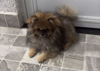 Cachorro presenteado &agrave; crian&ccedil;a desaparece durante a chuva no Bairro Santa F&eacute;