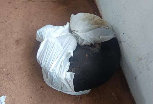 Animal sobrevive ap&oacute;s ser espancado e deixado agonizando em saco pl&aacute;stico