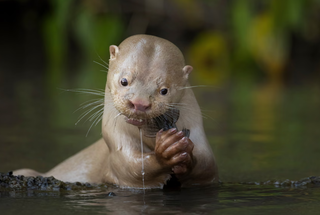 Imagem de MS concorre ao pr&ecirc;mio Fot&oacute;grafo de Vida Selvagem do Ano 2026