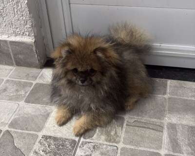Cachorro presenteado &agrave; crian&ccedil;a desaparece durante a chuva no Bairro Santa F&eacute;