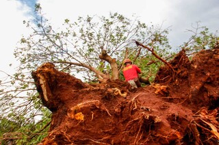 Com tanta &aacute;rvore caindo, Prefeitura da Capital busca verba para maquin&aacute;rio