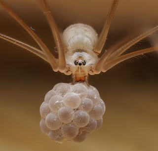 Imagem de MS concorre ao pr&ecirc;mio Fot&oacute;grafo de Vida Selvagem do Ano 2026