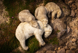 Imagem de MS concorre ao pr&ecirc;mio Fot&oacute;grafo de Vida Selvagem do Ano 2026