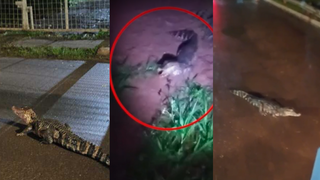 Ap&oacute;s chuvas, tr&ecirc;s jacar&eacute;s s&atilde;o flagrados em ruas de Campo Grande em 24 horas