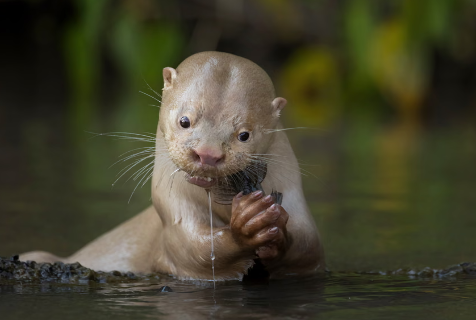 Foto feita em MS concorre ao pr&ecirc;mio Fot&oacute;grafo de Vida Selvagem do Ano 2026