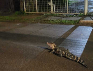 Ap&oacute;s chuva forte, jacar&eacute; &eacute; visto passeando na Avenida Tr&ecirc;s Barras