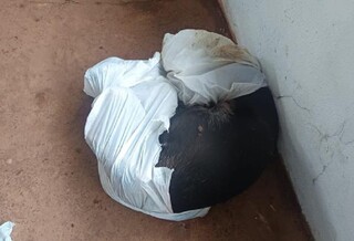 Animal sobrevive ap&oacute;s ser espancado e deixado agonizando em saco pl&aacute;stico