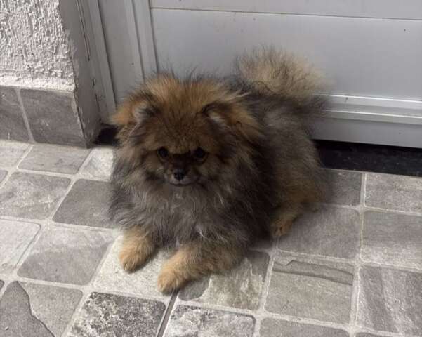 Cachorro presenteado &agrave; crian&ccedil;a desaparece durante a chuva no Bairro Santa F&eacute;