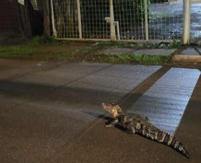 Ap&oacute;s chuva forte, jacar&eacute; &eacute; avistado em passeio na Avenida Tr&ecirc;s Barras