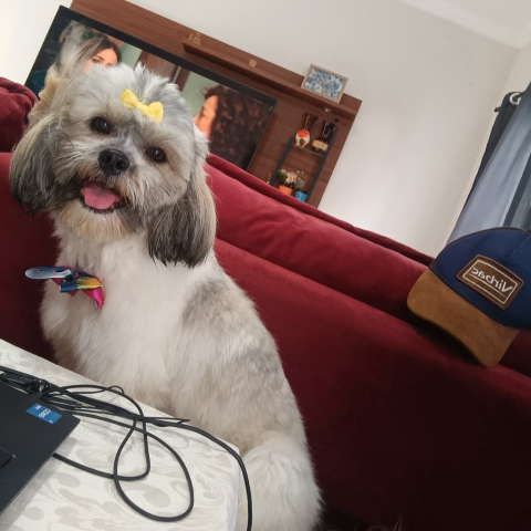 Viu a Pandora? Cachorrinha desaparece no Bairro Universit&aacute;rio