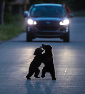 Imagem de MS concorre ao pr&ecirc;mio Fot&oacute;grafo de Vida Selvagem do Ano 2026