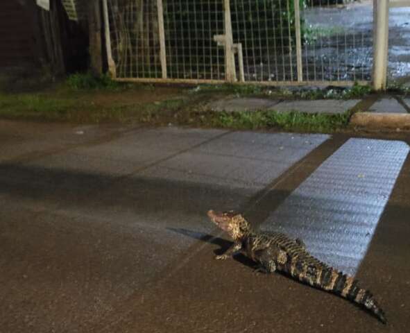 Ap&oacute;s chuva forte, jacar&eacute; &eacute; visto passeando na Avenida Tr&ecirc;s Barras