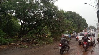 Em in&iacute;cio de ano mais chuvoso, Defesa Civil da Capital recebeu 195 chamados