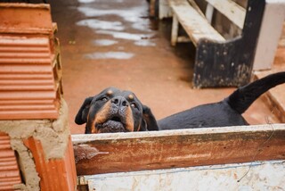 A cada 10 furtos registrados em Campo Grande, s&oacute; 1 vira processo judicial