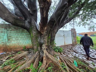 Ing&aacute; ca&iacute;do bloqueia casas e figueira &eacute; nova amea&ccedil;a no Jardim das Cerejeiras
