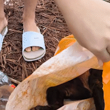 Cachorro espancado e abandonado em saco &eacute; submetido &agrave; eutan&aacute;sia 