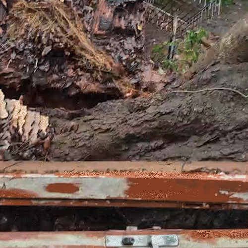 Figueira ca&iacute;da bloqueia casas e ing&aacute; &eacute; nova amea&ccedil;a no Jardim das Cerejeiras