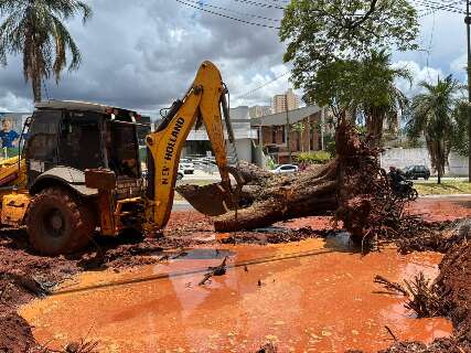 Com tanta &aacute;rvore caindo, Prefeitura da Capital tenta obter verba para maquin&aacute;rio