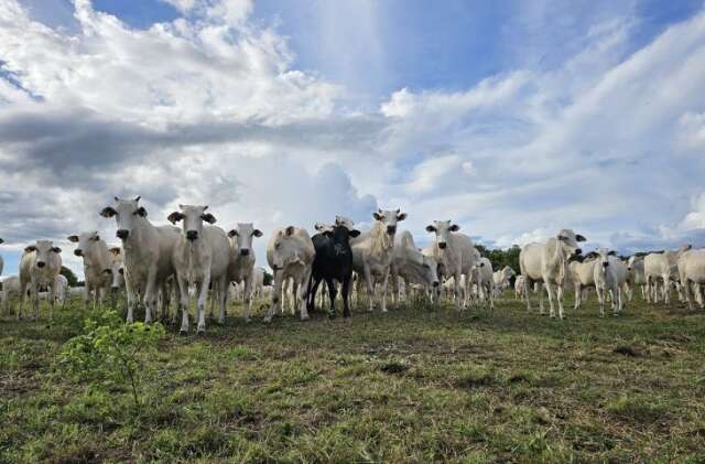 Pastagens degradadas recuam 52% em MS com mudan&ccedil;a no manejo