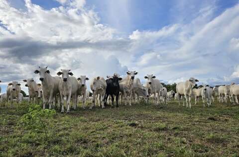 Pastagens degradadas recuam 52% em MS com mudan&ccedil;a no manejo