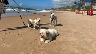 Casal viaja 2,6 mil km para que cachorros conhe&ccedil;am o mar 