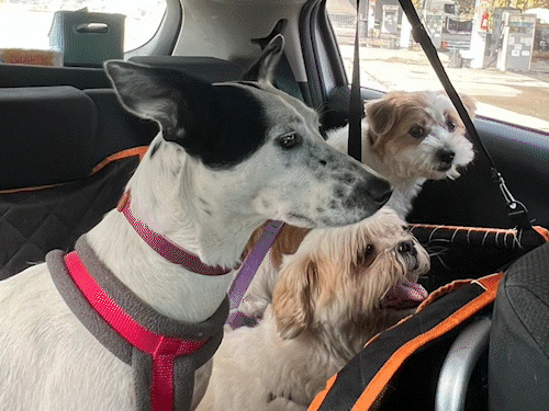 Casal viaja 2,6 mil km para que cachorros conheçam o mar 