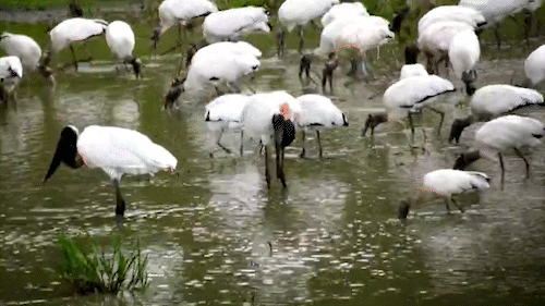 Na tr&eacute;gua entre chuvas, tuiui&uacute;s aproveitam para pescar em vazante no Pantanal