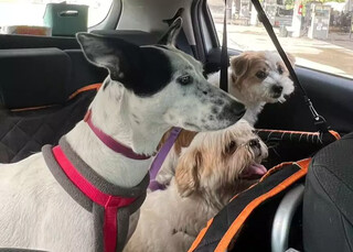 Casal viaja 2,6 mil km para que cachorros conhe&ccedil;am o mar 