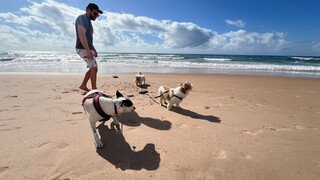 Casal viaja 2,6 mil km para que cachorros conhe&ccedil;am o mar 