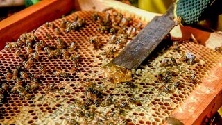 Produtores de MS ter&atilde;o abatimento em financiamentos ap&oacute;s queda de pre&ccedil;os