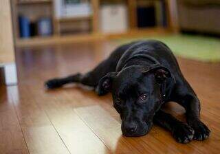 Seu cachorro pode ser autista? A pergunta que divide a internet