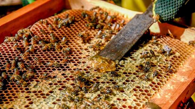 Produtores de MS ter&atilde;o abatimento em financiamentos ap&oacute;s queda de pre&ccedil;os