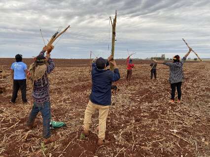 Governo cria comit&ecirc; para acompanhar uso de agrot&oacute;xico em terras ind&iacute;genas