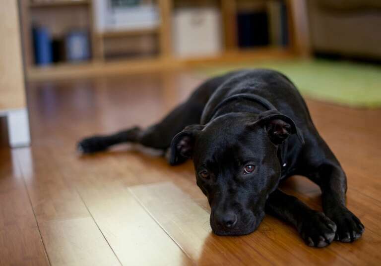 Seu cachorro pode ser autista? A pergunta que divide a internet