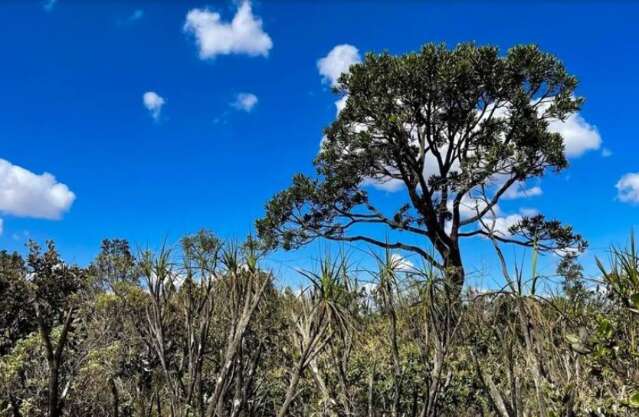 Cerrado perde cada vez mais vegeta&ccedil;&atilde;o em MS e p&otilde;e em risco o futuro do Pantanal