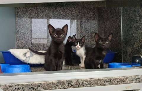 Eles cabem no colo, no sof&aacute; e na vida inteira: gatinhos esperam ado&ccedil;&atilde;o