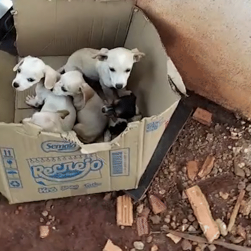 Filhotes s&atilde;o abandonados dentro de caixa de papel&atilde;o em terreno baldio